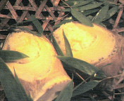 20060425_2.jpg