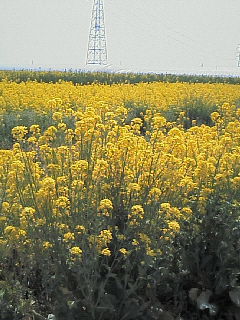 20070401.jpg
