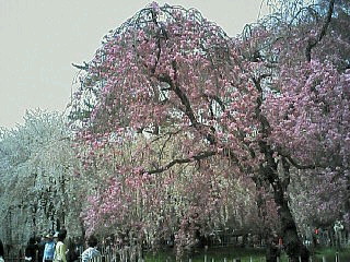 image/nono-note-2006-04-08T11:52:00-1.jpg