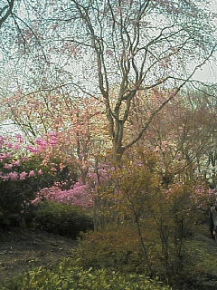 image/nono-note-2006-04-09T13:40:47-1.jpg