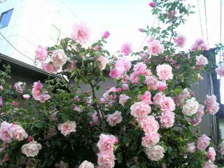 2010051617170000.jpg